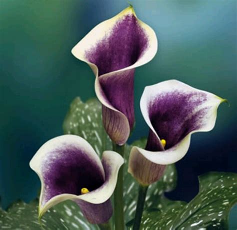 Picasso Mini Calla Lily Beautiful Flowers Flower Garden Picasso