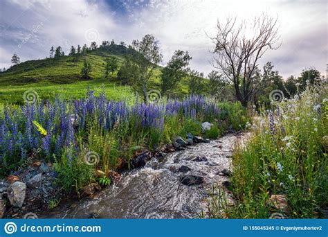 Morning Landscape With A Mountain Stream Gorny Altai Russia Stock