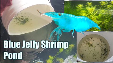 Blue Jelly Pond Breeding More Of My Favorite Shrimp YouTube