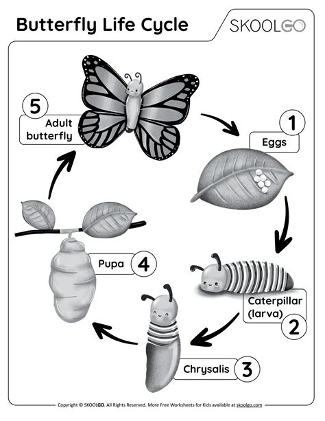 Butterfly Life Cycle Free Worksheet Skoolgo