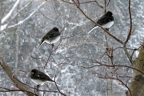 Snow Birds Winter Bliss Pinterest