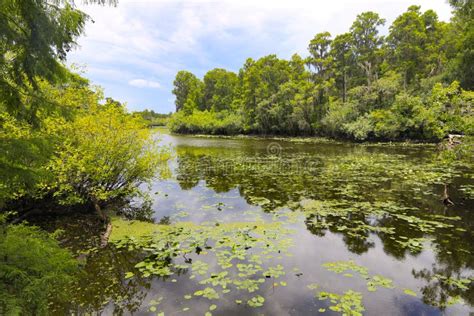 Scenic Swamp In Florida Stock Photo Image Of Wildlife 150019068