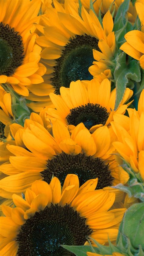 İphone Sunflower Wallpaper En