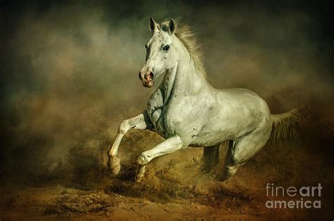 White Horse Running Wild Equestrian Art Photography Photograph By