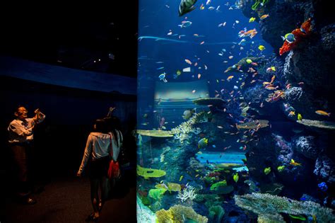 Singapur Marine Life Park Największe Oceanarium świata Podróże