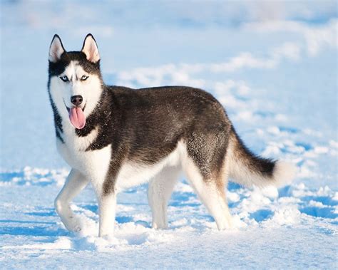 Husky Siberiano Raças De Cães Grandes Cão Nosso Creche Canina