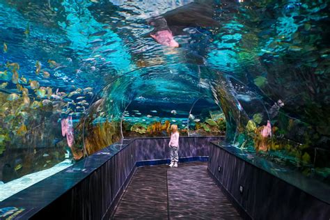 Maybe you would like to learn more about one of these? Ripley's Aquarium of the Smokies: Gatlinburg, TN | The Top ...