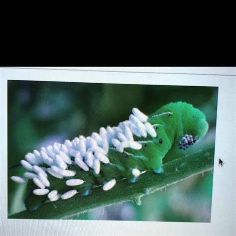 SOLVED: 'The tomato hornworm, Manduca Quinquemaculata,feeds on the