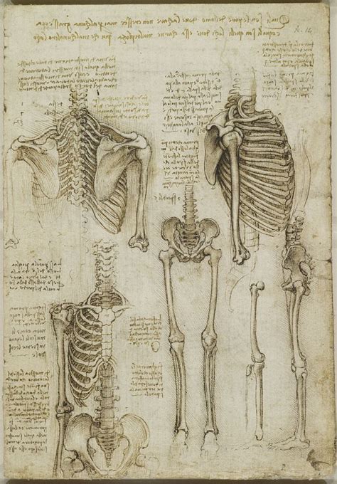 The Startling Accuracy Of Leonardo Da Vincis Anatomical Sketches