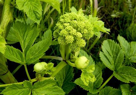 Angelica Benefits Side Effects And Preparations