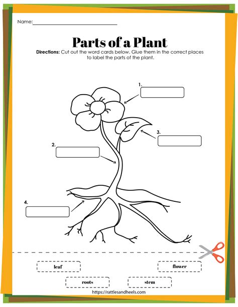 Free Printable Plant Cycle Worksheets