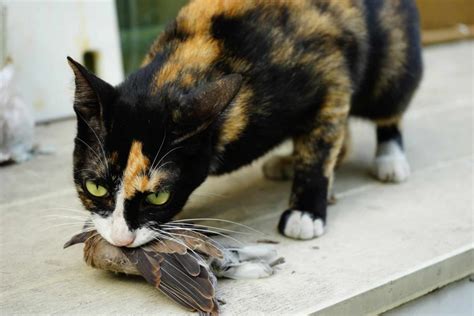 Cat Bringing Dead Animals Causes Problems And Solutions