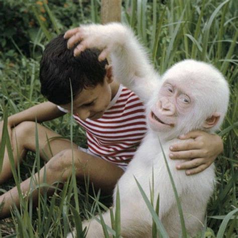 Camels have long been domesticated and, as livestock, they provide food (milk and meat) and textiles (fiber and felt from hair). ALBINO monkey | Nature - Monkey & Ape | Pinterest | Monkey ...