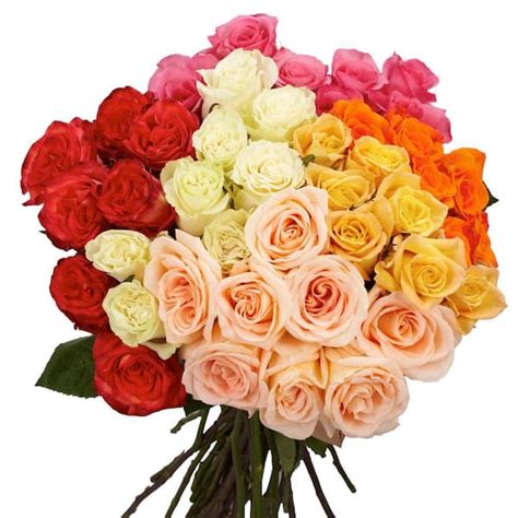 Globalrose Fresh Assorted Color Roses 150 Extra Long Stems Roses