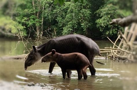 See more ideas about corcovado national park, national park tours, tours. Corcovado National Park Tour (Sirena, San Pedrillo ...
