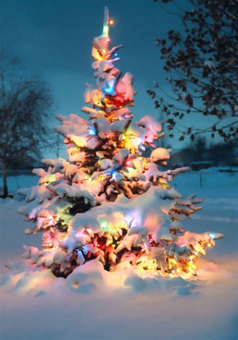 Natural Outdoor Christmas Tree Decorations Obsigen