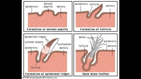 What Are Dermal Papillae Youtube
