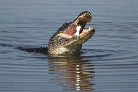 American Alligator Eating A Catfish Crocodile Facts And Information