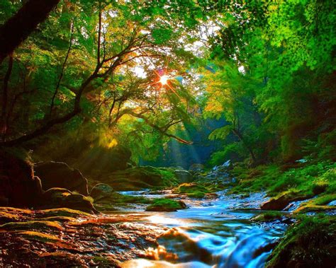 Sunrise Beautiful Mountainous River Forest With Green Trees Rocks