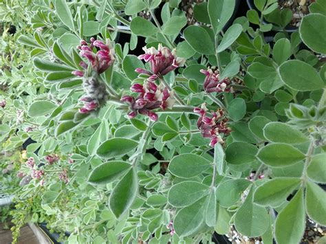Maybe you would like to learn more about one of these? Hosackia crassifolia var otayensis - Linda Vista Native Plants