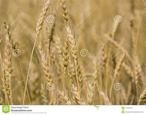 Golden Grain Stock Photo Image Of Growth Concept Closeup 31496164