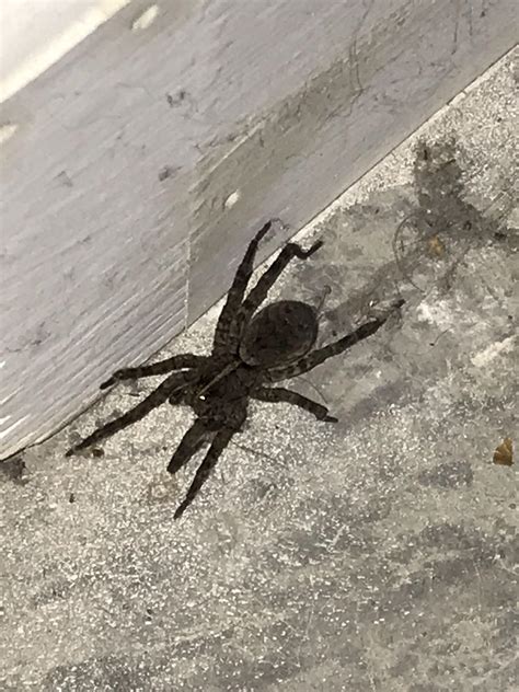 Found This Fella In My Basement What Type Of Spider Is This Spiders