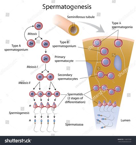 Spermatogenesis Process Of Sperm Production In Male Seminiferous