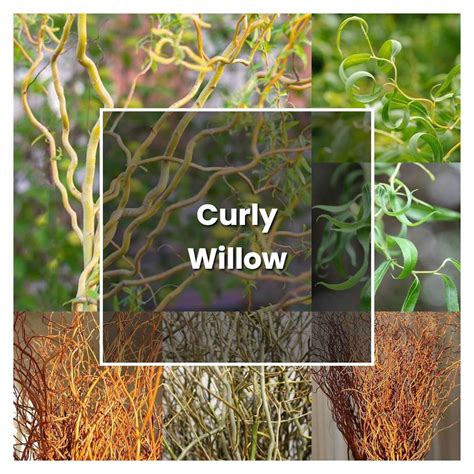 How To Grow Curly Willow Plant Care Tips Norwichgardener