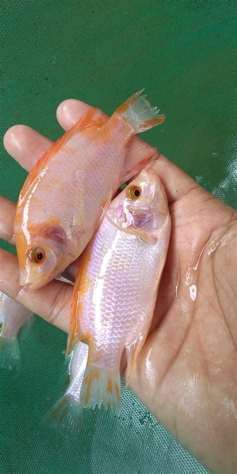 Bibit Ikan air tawar – Bibit Nila merah & nila hitam karawang