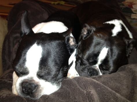 Sleeping Beauties Puppies Dogs Terrier