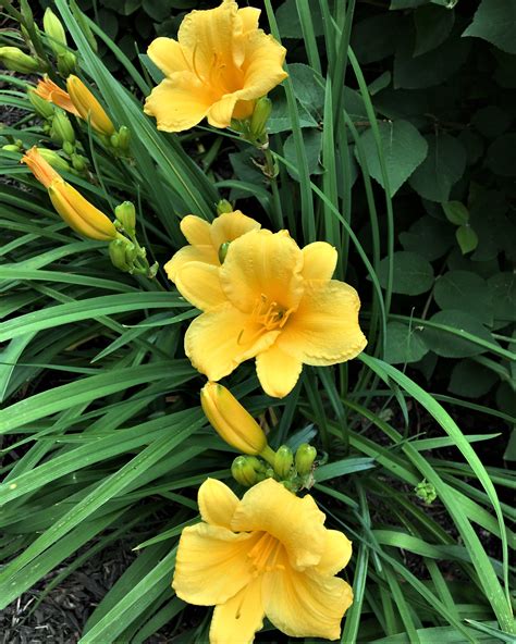 Photo By John Jeffries Daylilies Eyes Yellow Flowers Plants Photo