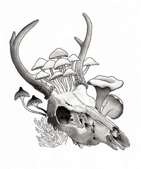 Deer Skull Pen And Watercolor 8 X 10 Drawing Deer Skull Art