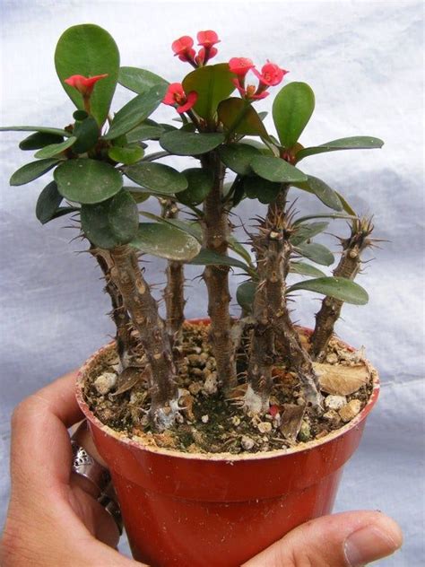 Crown of thorns is popular as a houseplant and is grown in warm climates as a garden shrub. Cactus Crown of Thorns in a 5" Pot | Crown of thorns plant ...