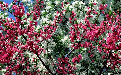 Spring Flowers Backgrounds Hd Pixelstalknet