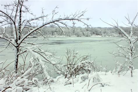 Pierce Lake Snowfall Illinois Stock Photo Image Of Habitat