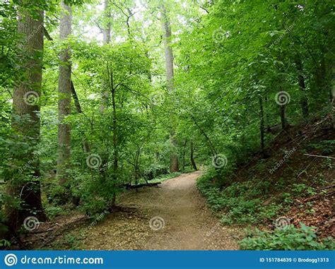 Dirt Path Leading Downwards Through The Forest Stock Image Image Of