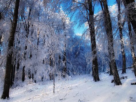 Winter Woods Ii By Realitydream On Deviantart