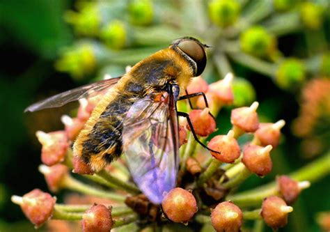 A Unusual Proboscis Less Bee Fly A Villa Species Of Some Flickr