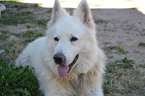 Vous souhaitez acheter un chien ? Top 10 des races de chien de garde - Guide du chien