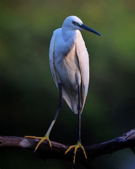 Top 25 Wild Bird Photographs Of The Week Herons Egrets And Bitterns