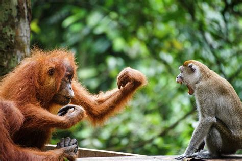 A Child Sumatran Orangutan Pongo Abelii Photograph By Ryan Deboodt
