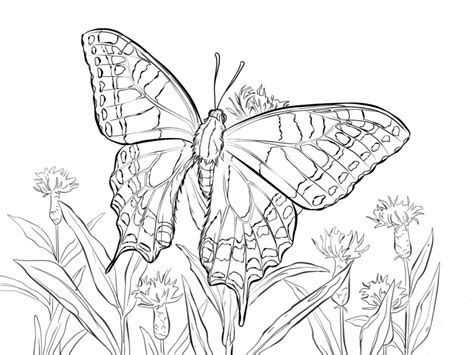 40 Free Printable Butterfly Coloring Pages