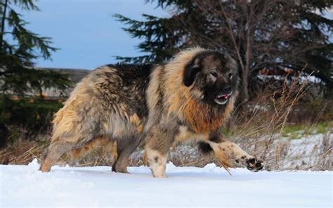 Russian Bear Dog Caucasian Shepherd Breed Info Facts And More Pets