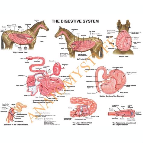 Equine Digestive System Laminated Chart 2539 Horse Stomach Poster