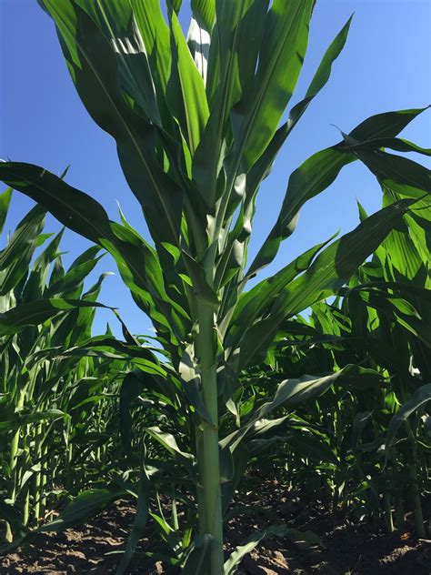 Nebraska Corn Kernels Corn Silking Above Average