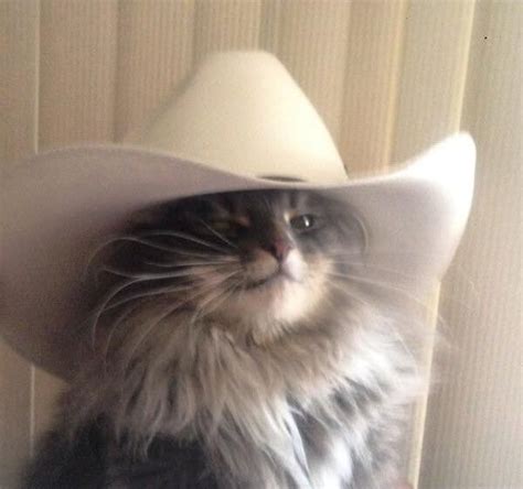 Discover and share the best gifs on tenor. Like a cowboy ! | 面白い動物のミーム