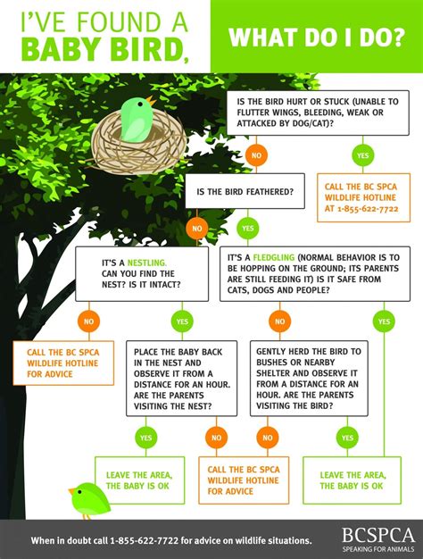 What To Do If You Found A Baby Bird