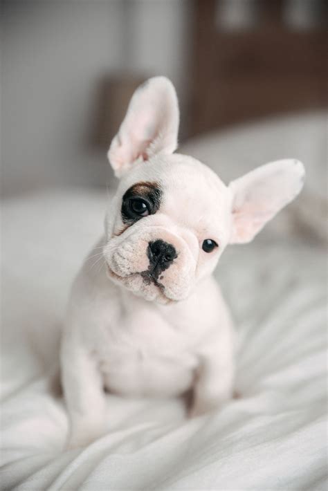 35 Newborn French Bulldog Puppy Photo Bleumoonproductions