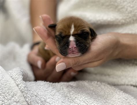 Our Mission - Second Chance Animal Rescue