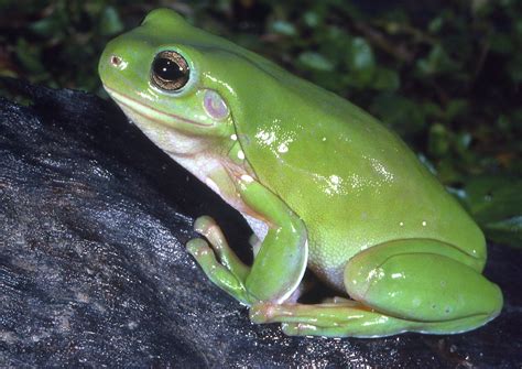 Green Tree Frog The Australian Museum